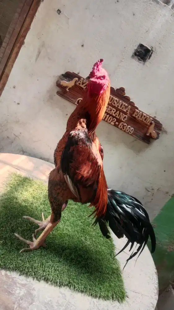 Ayam jago pama siap rawat