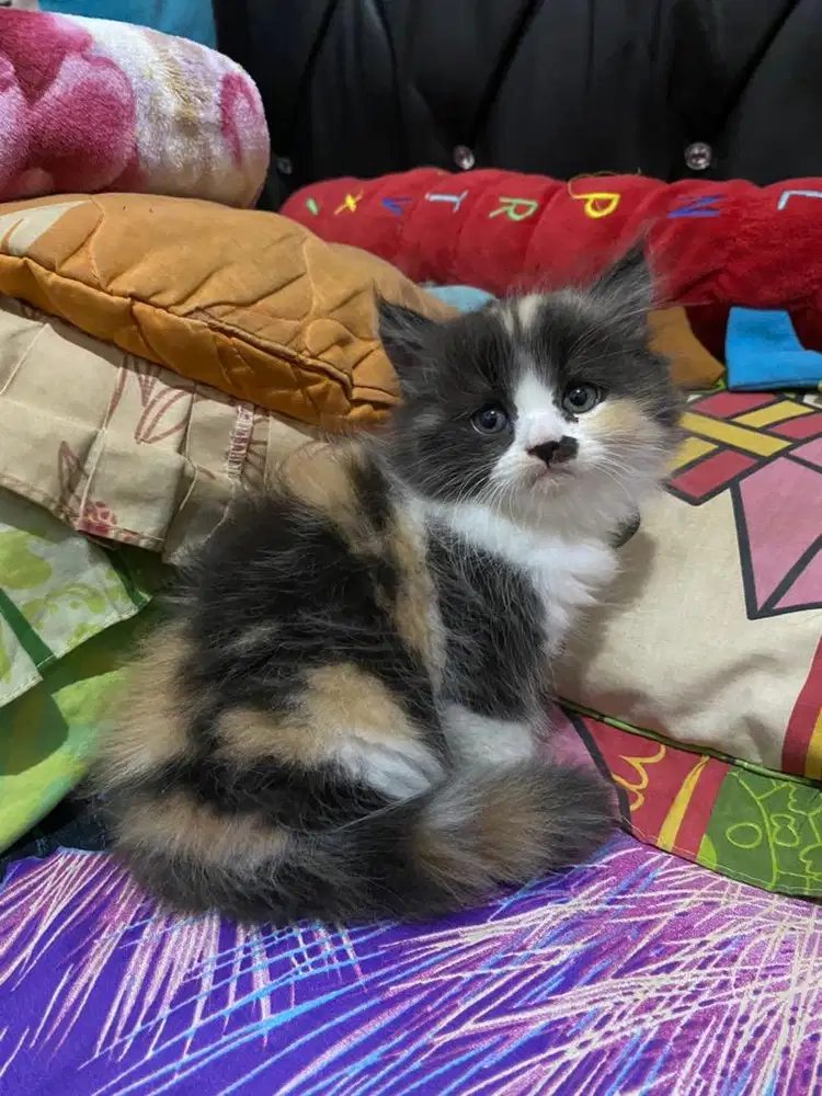 KUCING PERSIA KITTEN 2BULAN GEMBUL SEHAT LINCAH