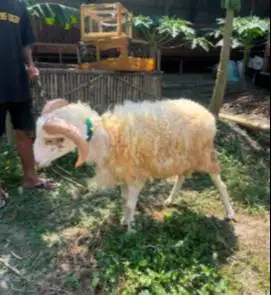 domba awassi F1 jantan 1 tahunan super unggulan siap pejantan ternak