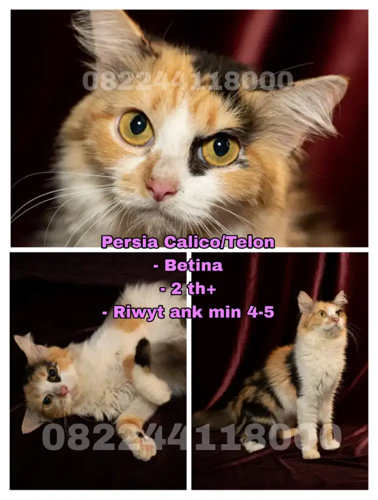 Kucing Persia calico / telon (PROMO)