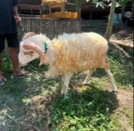 domba awassi jantan F1 1 tahunan suepr unggulan pemacek tangguh manteb
