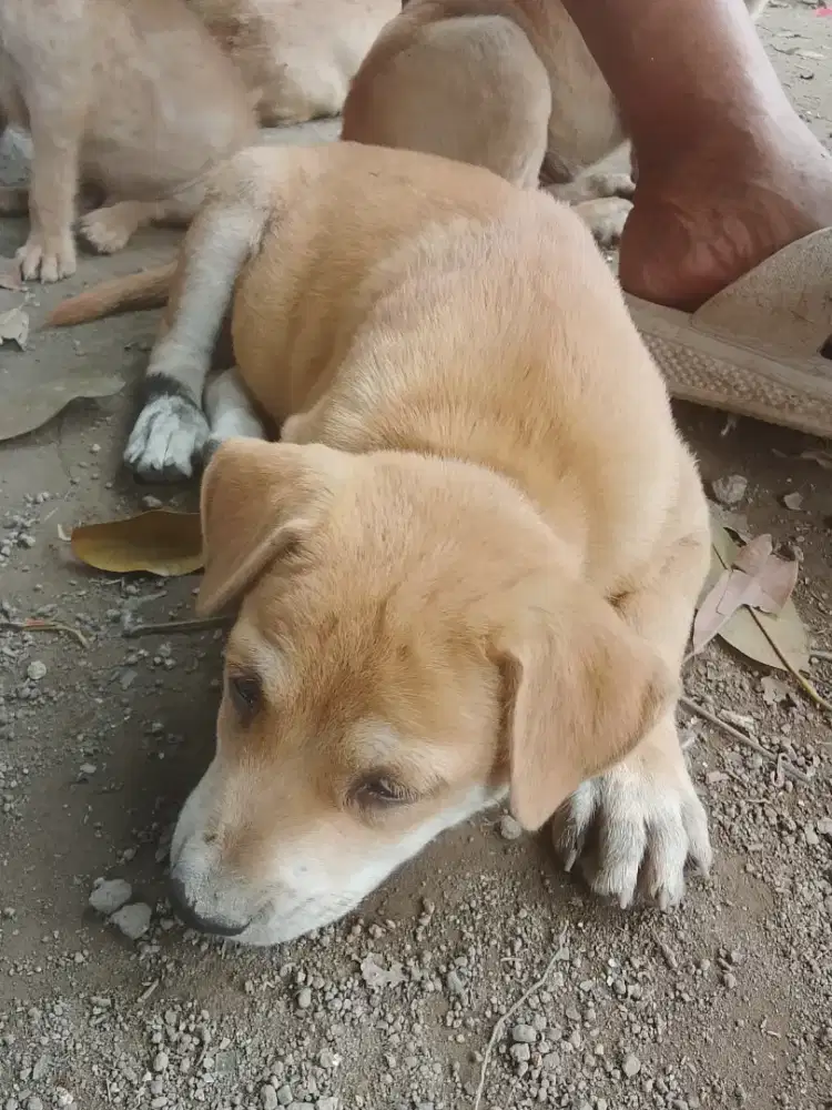 Jual Anak Anjing
