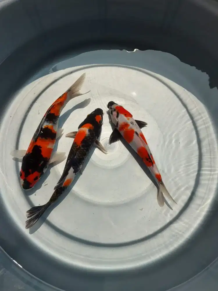 Jual ikan Koi Showa