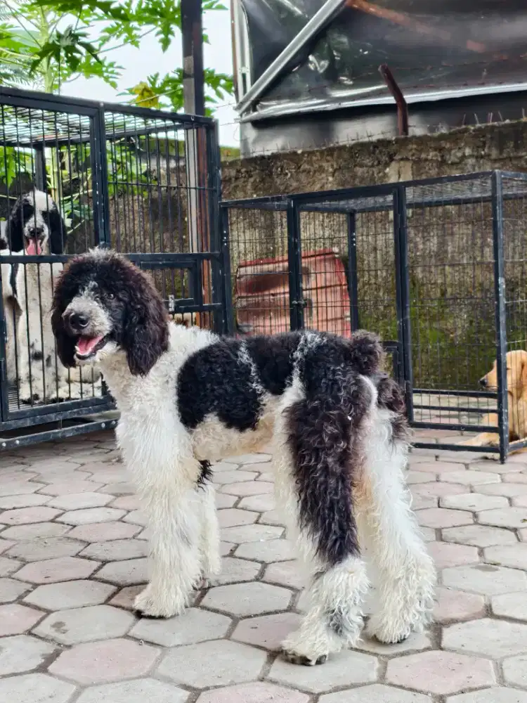 Giant poodle jantan lucu murah FREE ONGKIR