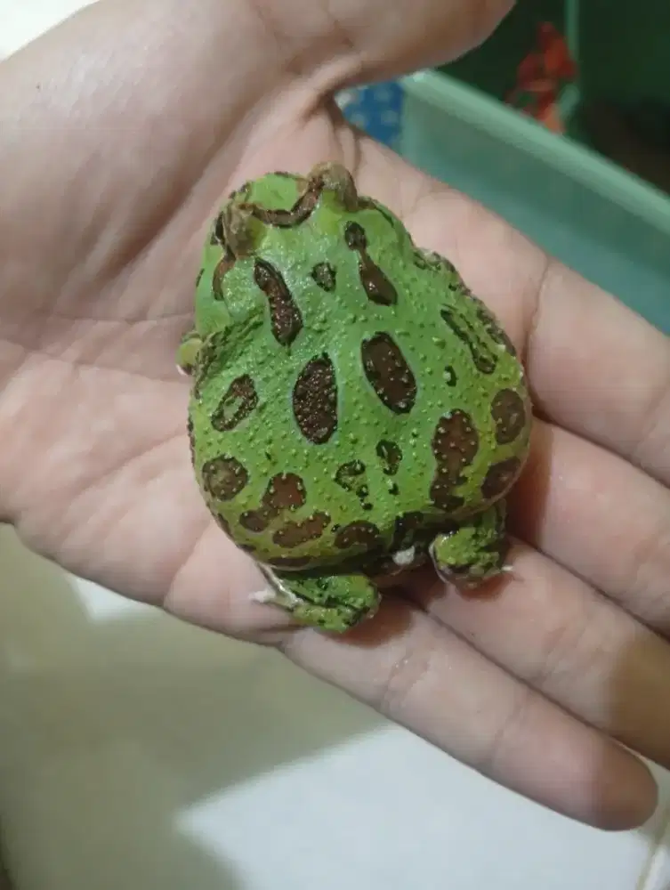 Green Pacman Frog -+8cm