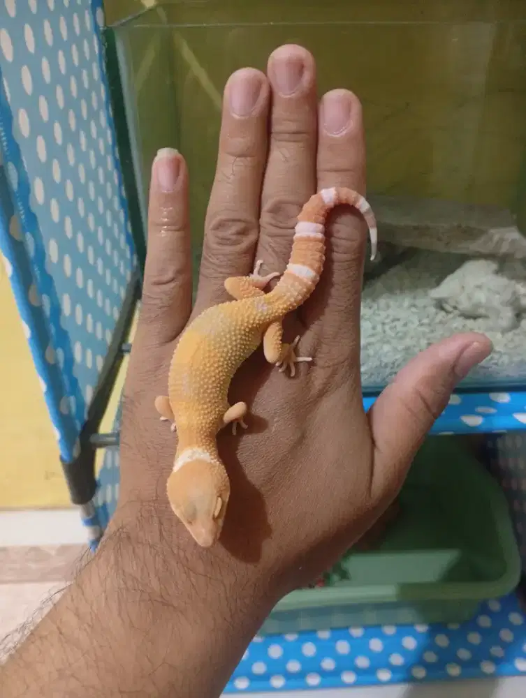 Gecko Leopard Shtcb Juve