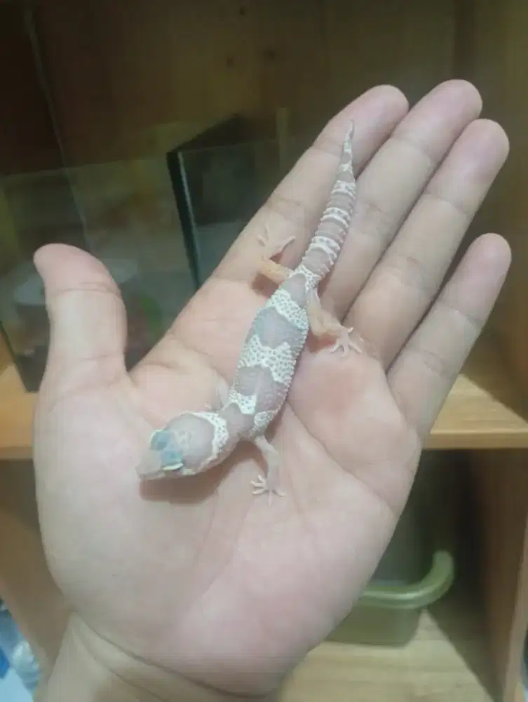 Gecko Leopard Mack Snow Baby Up