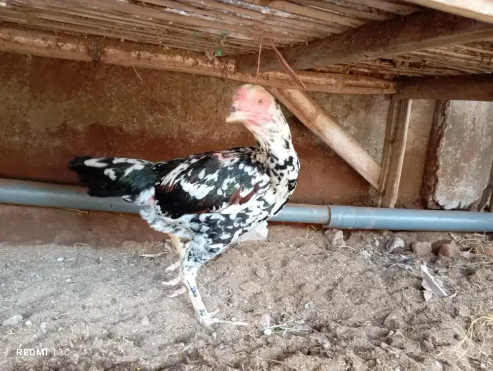 Ayam bangkok babon blorok