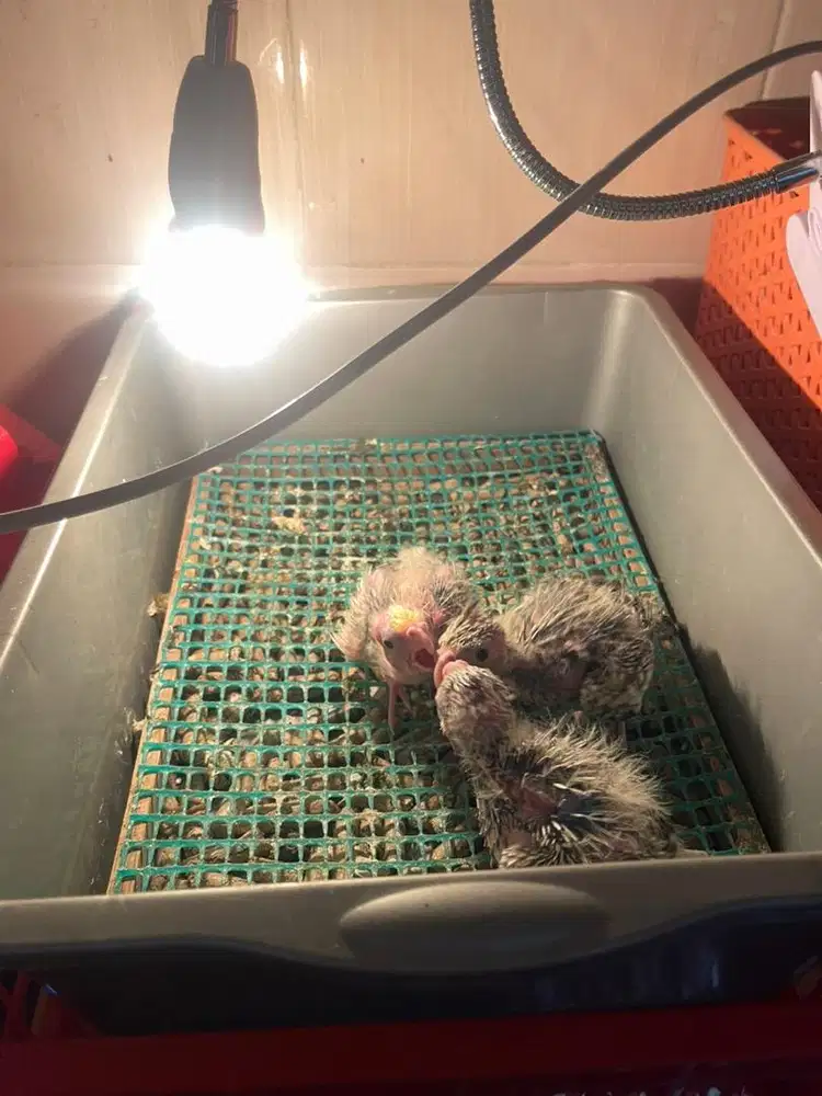 Baby Falk parkit australia cockatiel