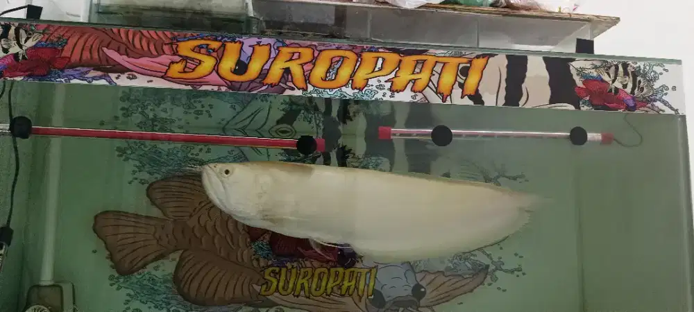 Arowana Silver albino besar