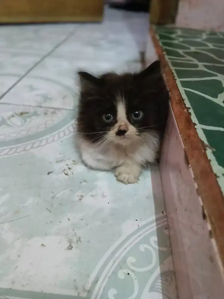 Kitten/Persia/kitten Persia/Flatnose/peaknose