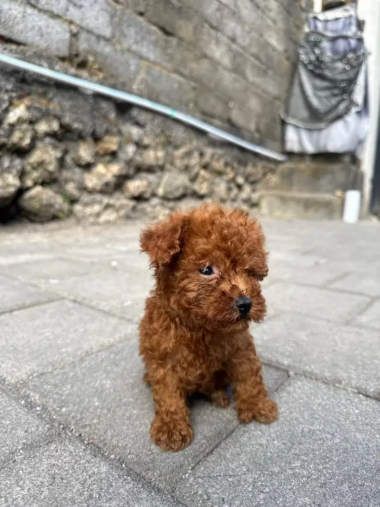 Toy Poodle podle pudel