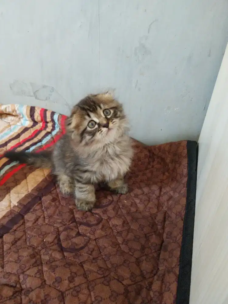 SCOTISH fold 2bln betina