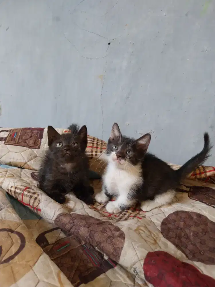 MUNCHKIN kaki cebol 2bln jantan