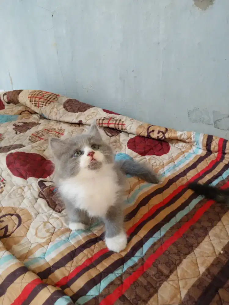 Persia mix Bsh 2bulan betina