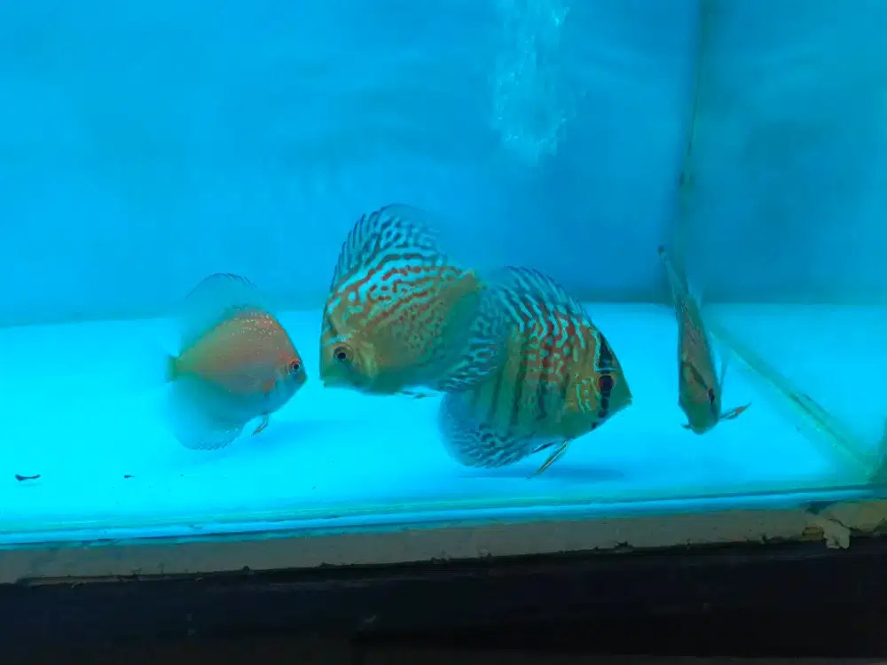 Ikan discus 2.5 inc