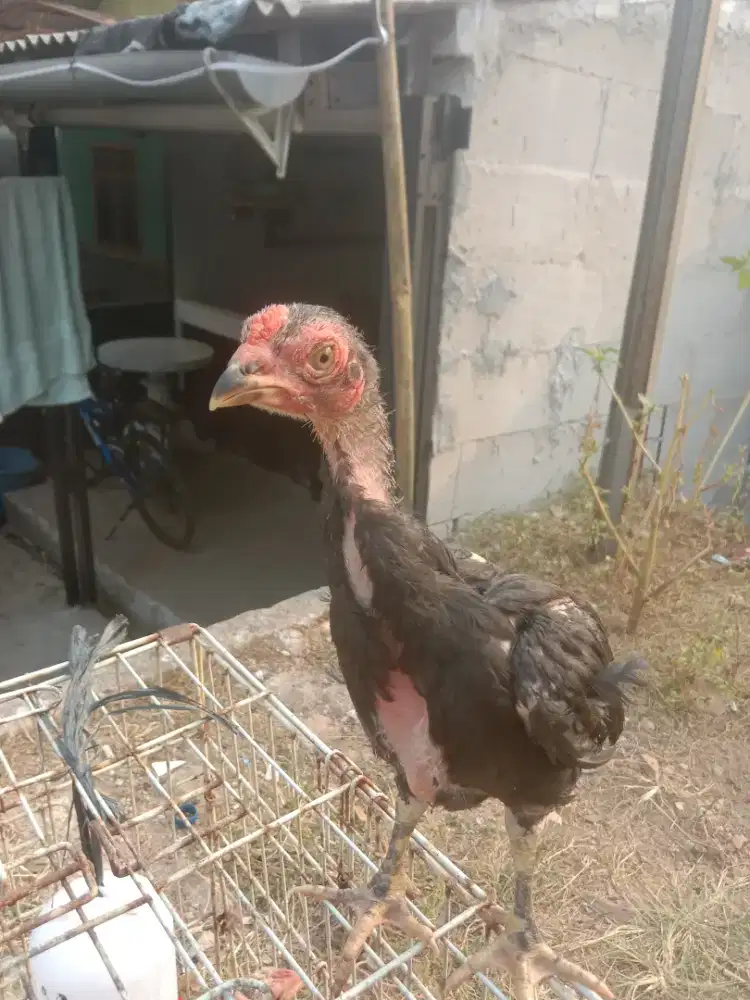 Ayam bangkok mangon super jos