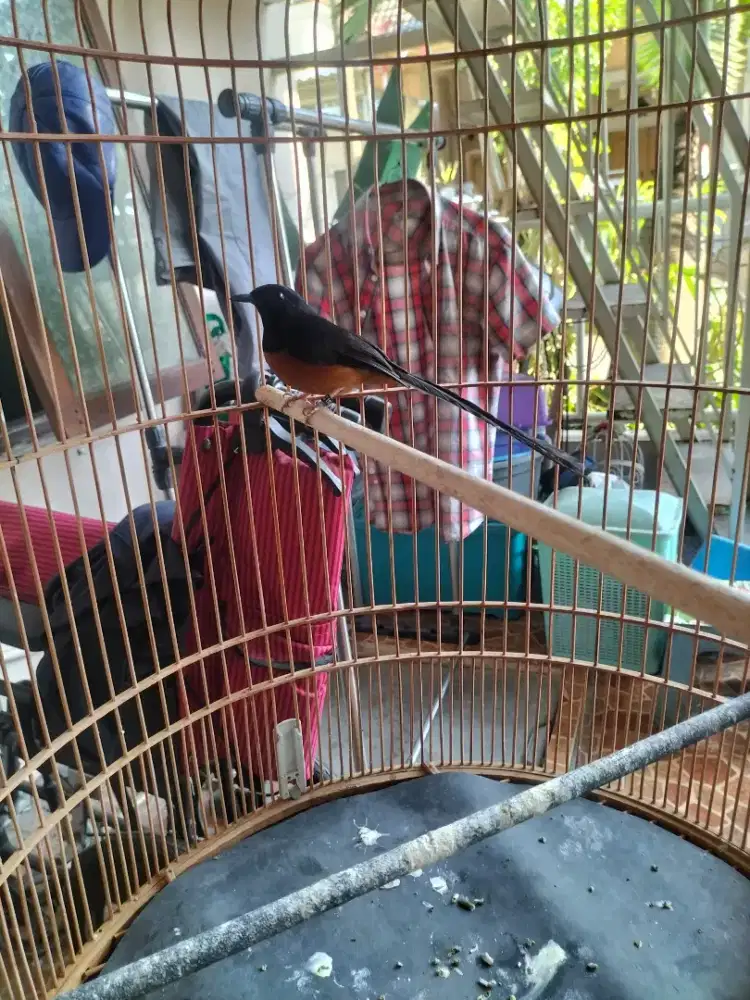 Murai batu gacor PE 20 cm