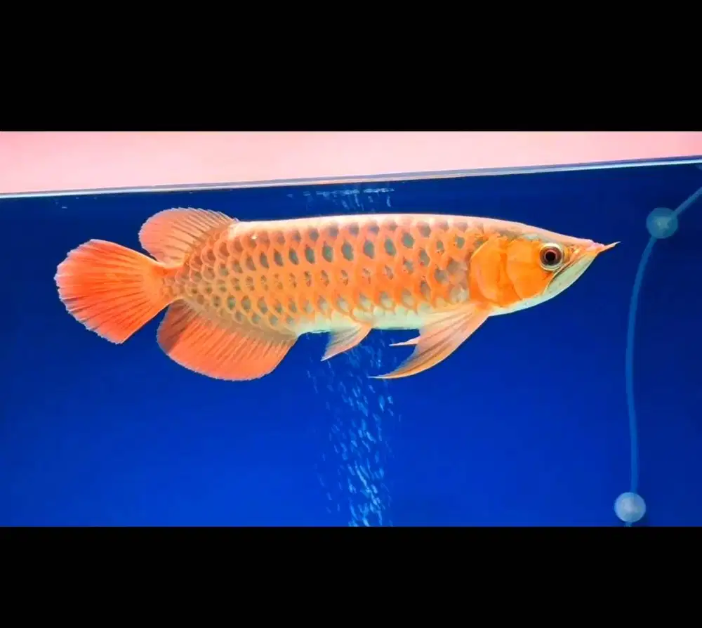 Jual Cepat Arwana Super Red -+43-45CM