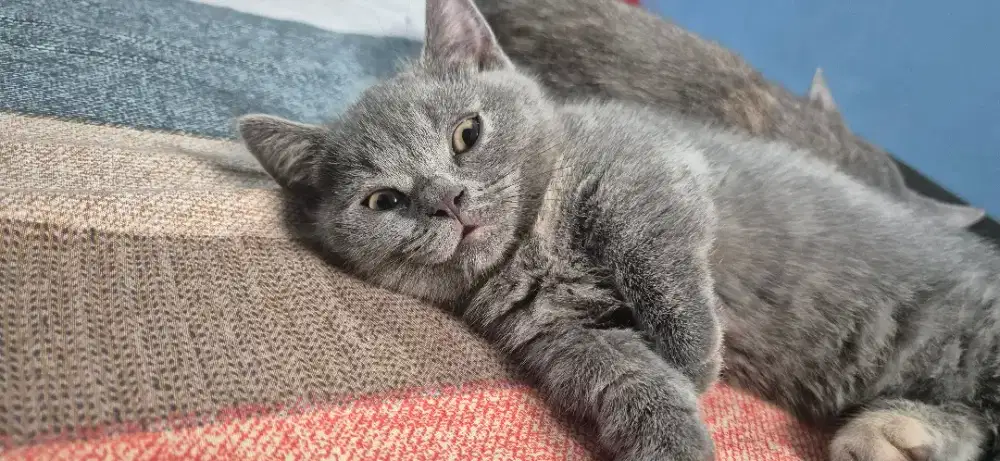 BSH Munchkin/Cebol Betina Blue Tortie