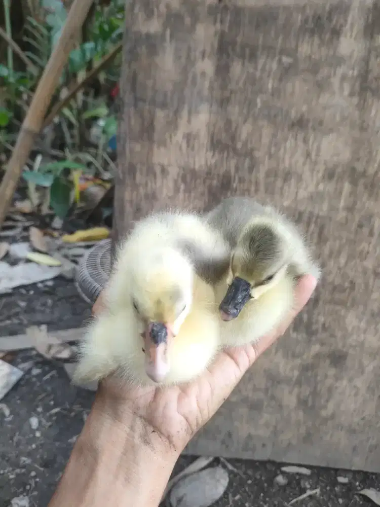 Anak angsa banggla