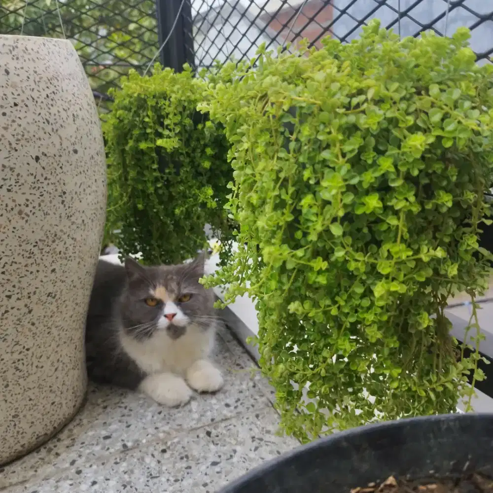 DIJUAL KUCING PERSIA MEDIUM betina
