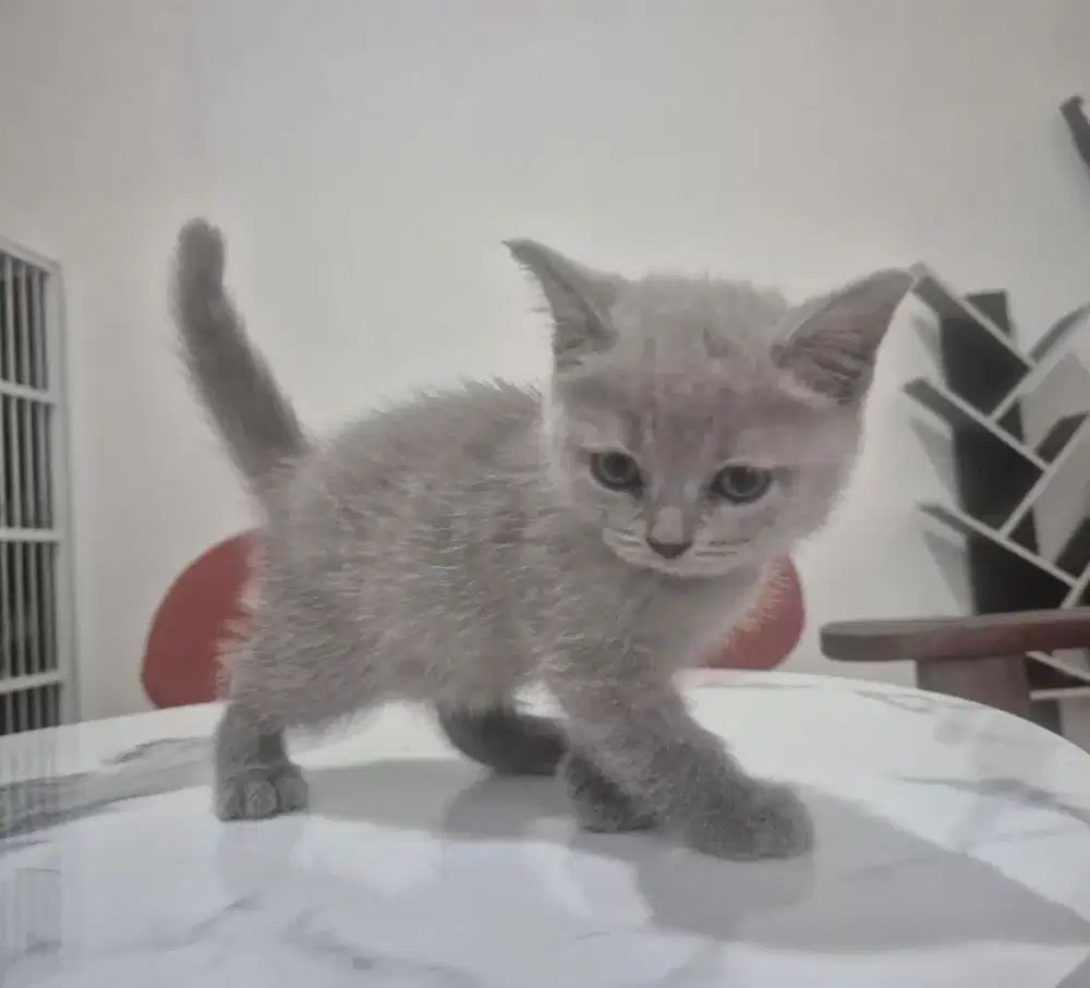 Kitten BSH (Blue Light)
