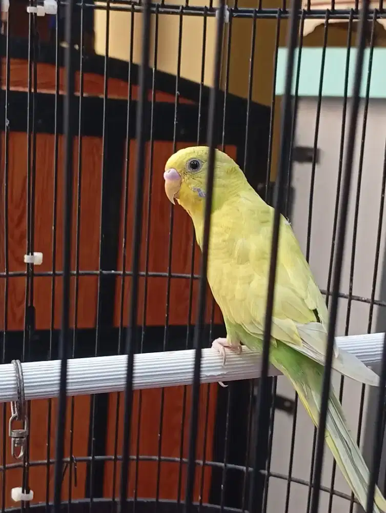 Burung parkit plus kandang