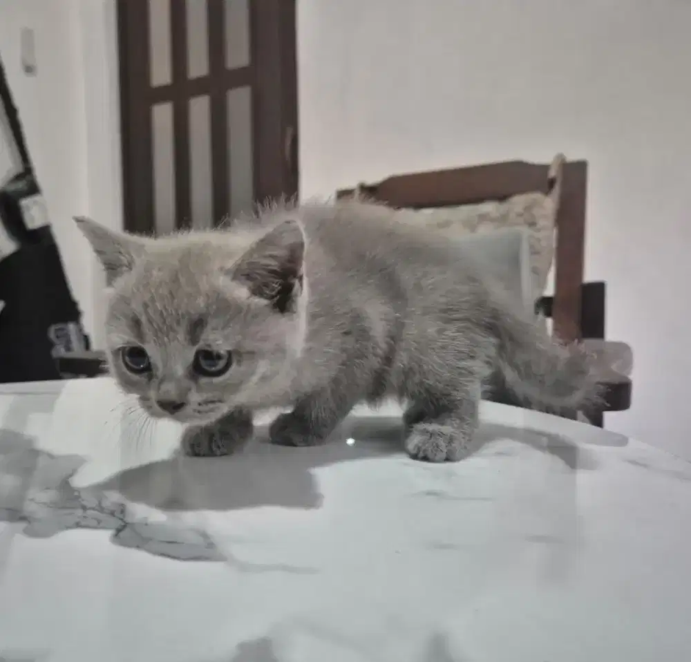 Kitten BSH Blue light