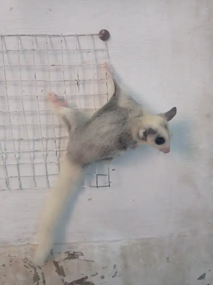 Sugar glider platmos
