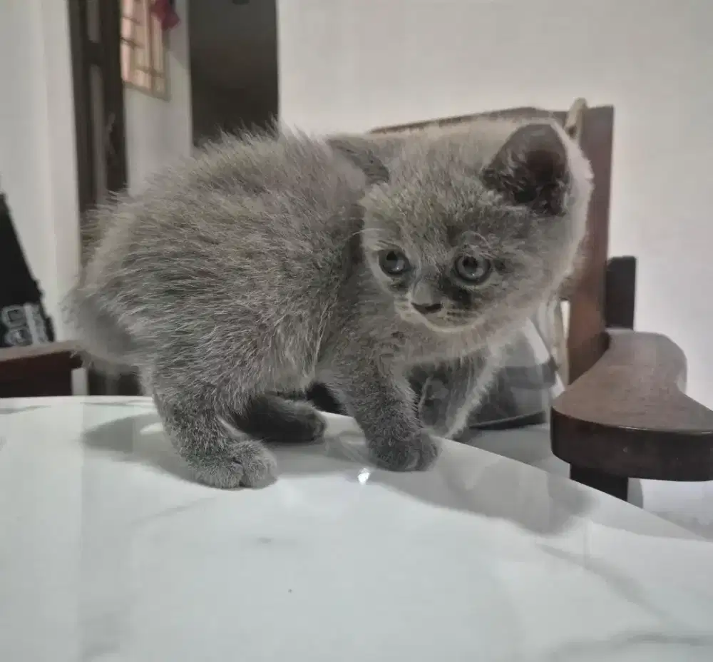 Kitten BSH Blue Light