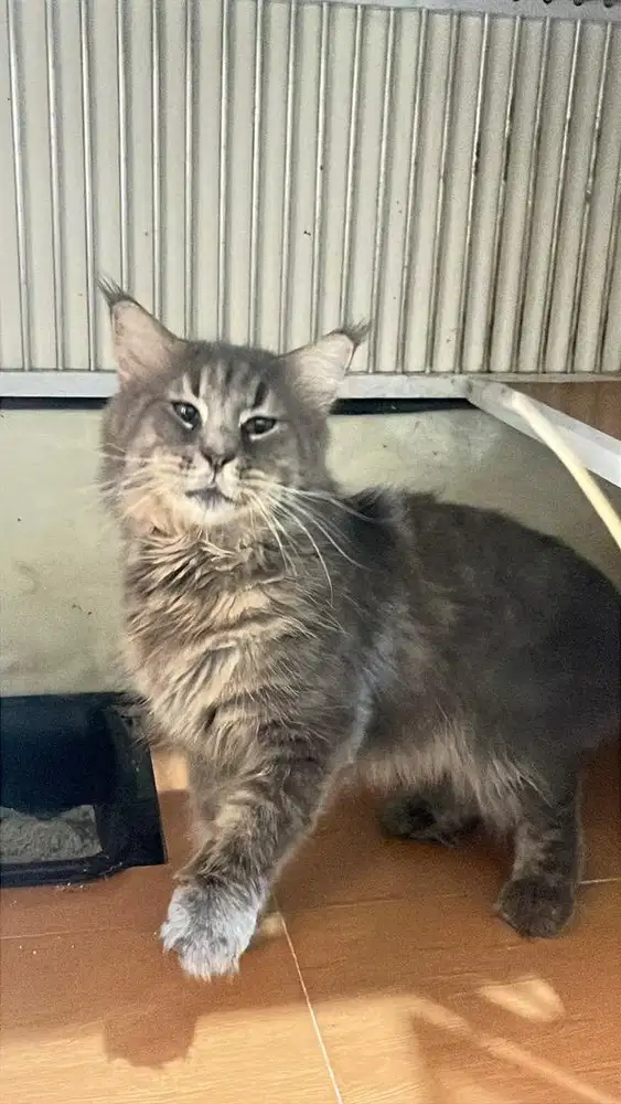 Mainecoon jantan