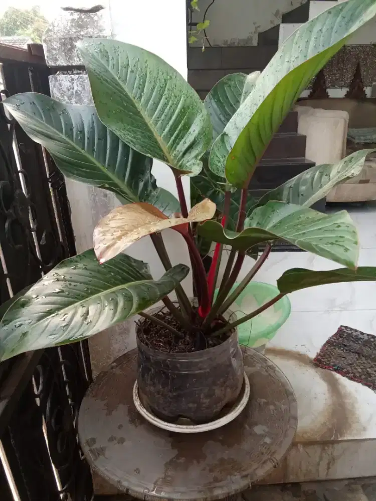 Pohon anturium  11 daun