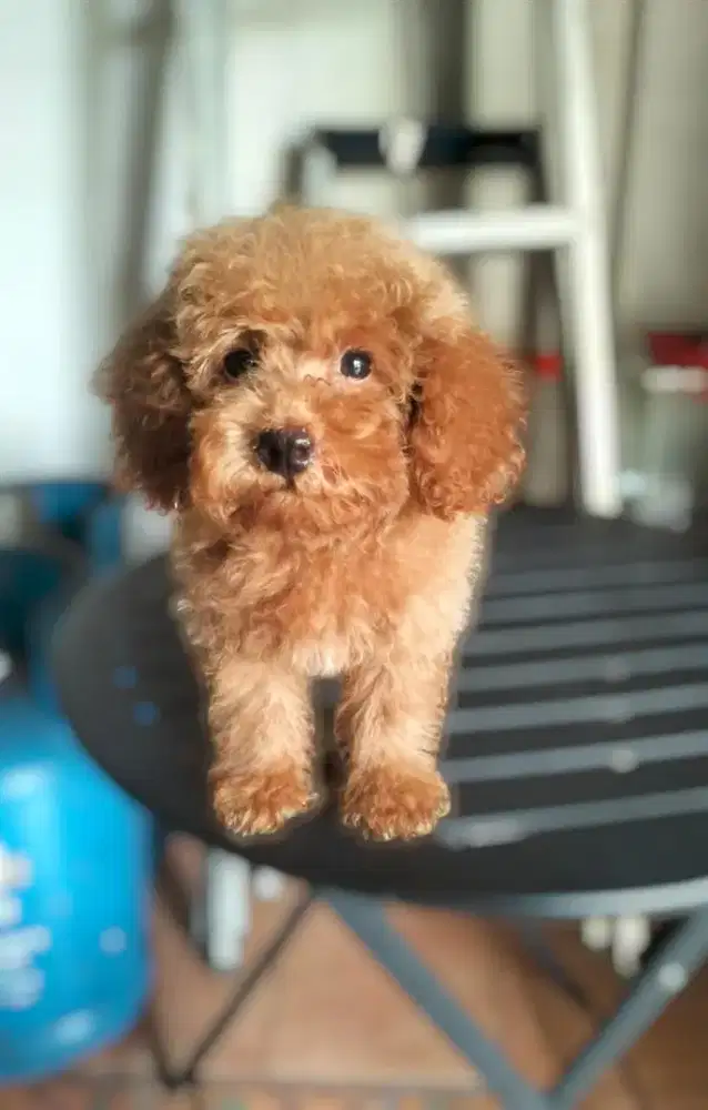 Puppy Red poodle jantan