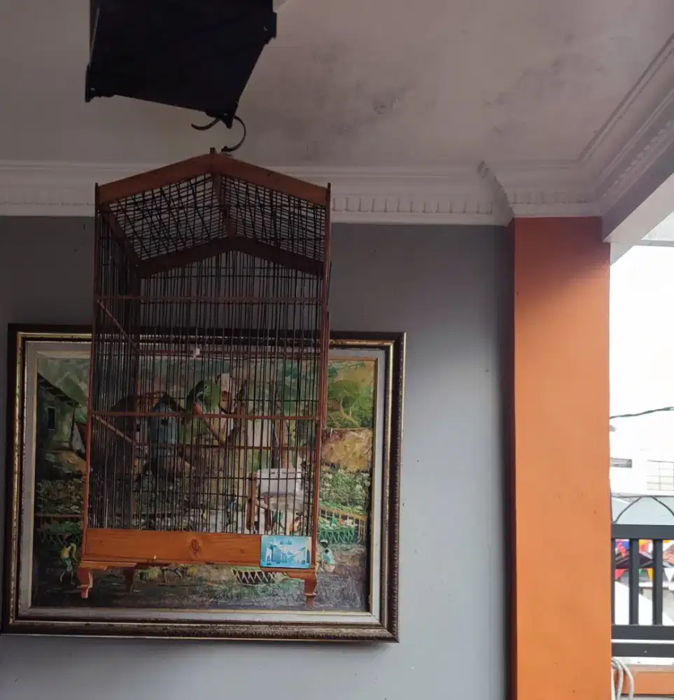 Fs Burung betina