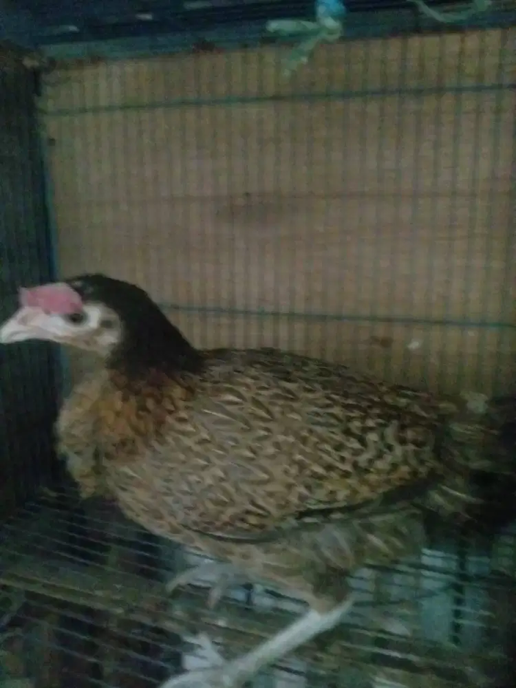 Ayam bekisar betina