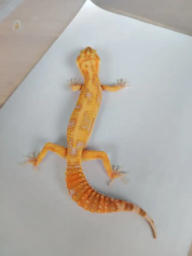 Leopard gecko Tremper jungle Stripe