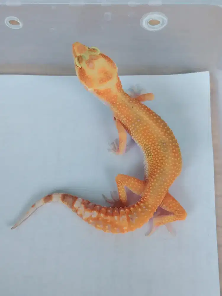 Leopard gecko Tremper emerine  RS Jungle