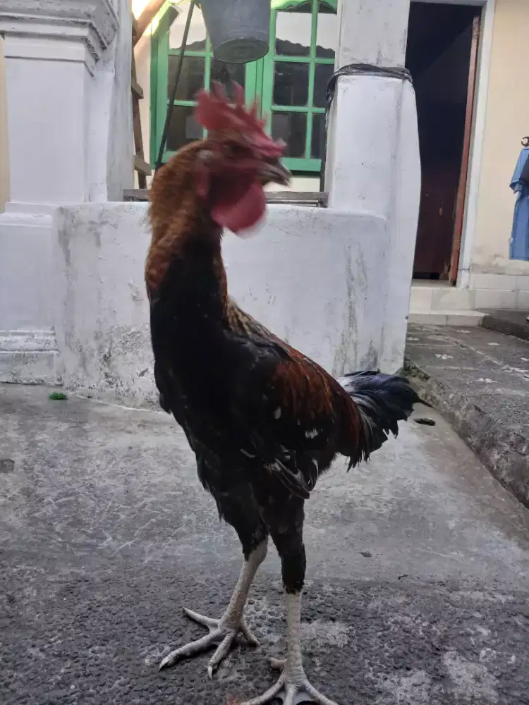 Jual ayam pelung buik