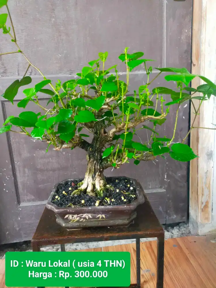 Bahan Bonsai Sancang, Waru Mini