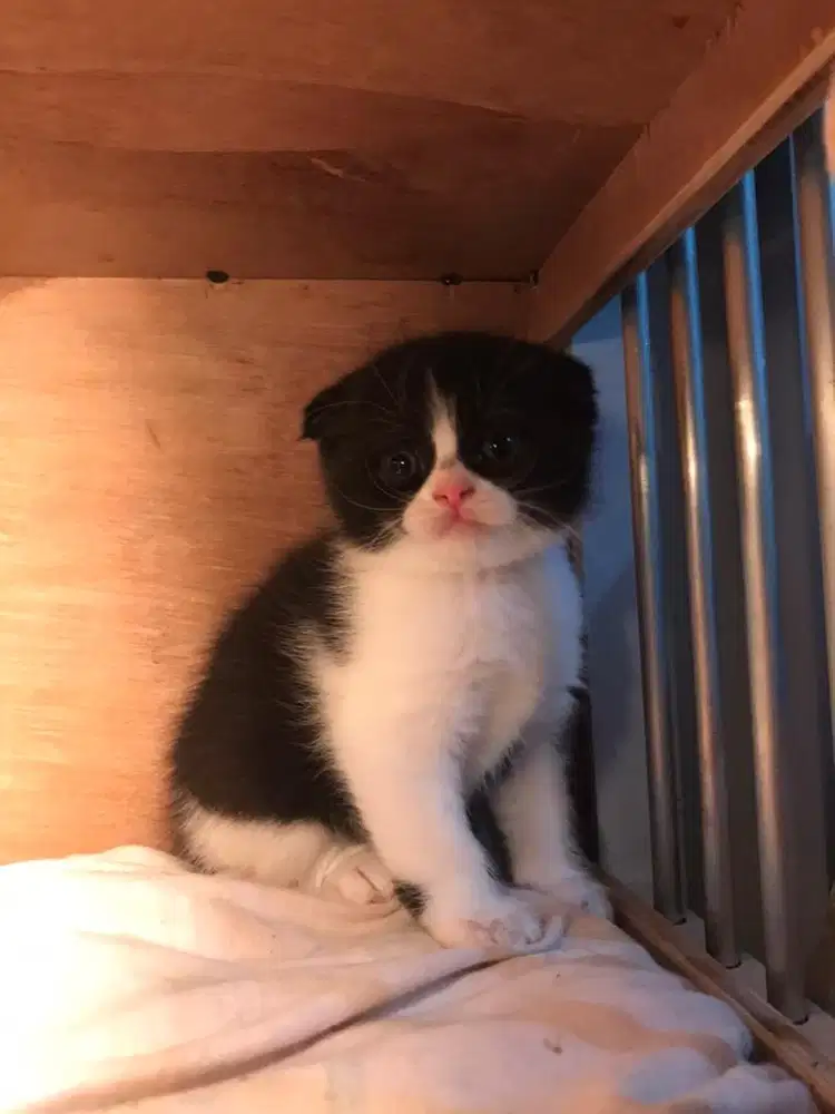Kucing scottish fold x british shorthair jantan kitten