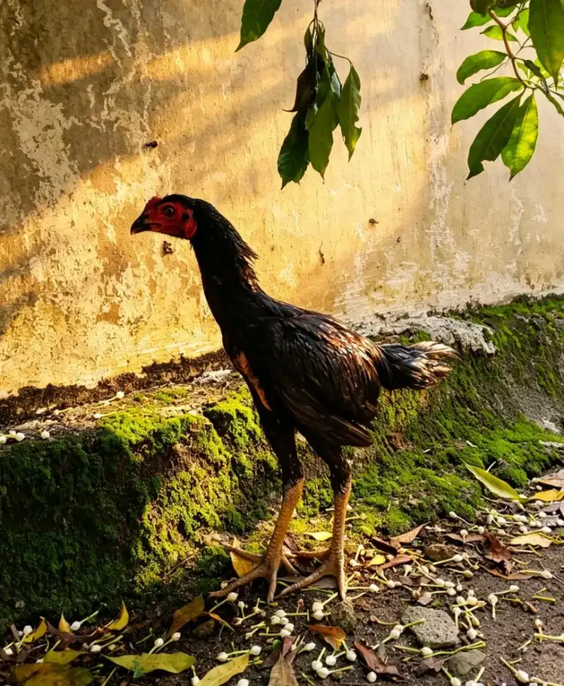 Ayam Pakhoy full brakot