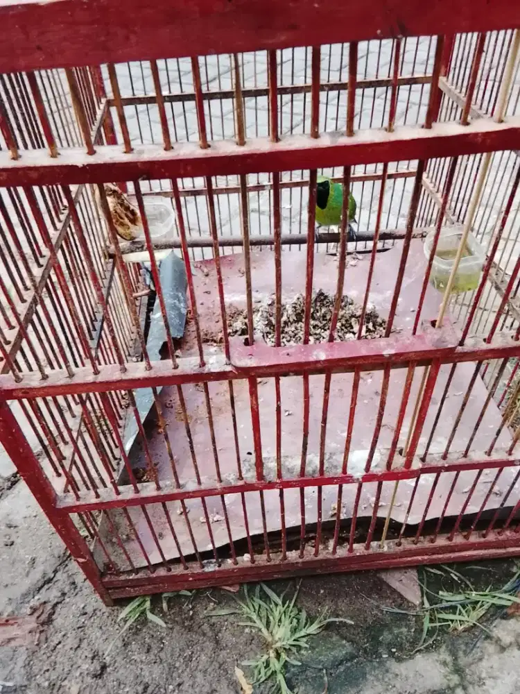 Jual burung sedang jantan