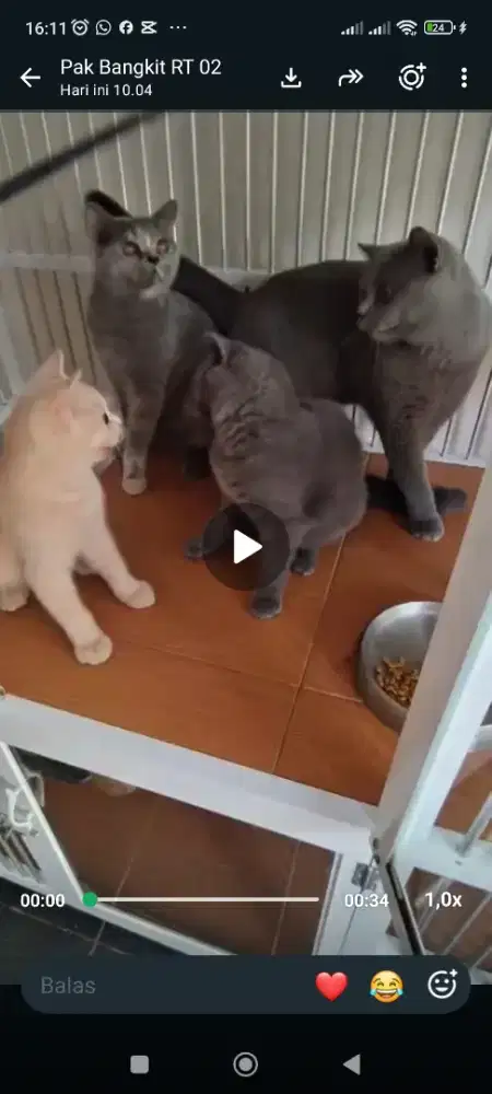 Kitten BSH 4bln dan 2Bln
