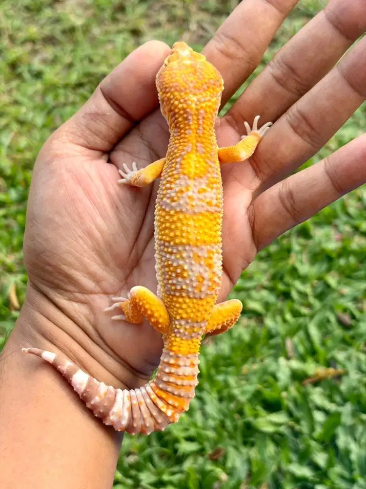 Leopard Gecko Berbagai Morph