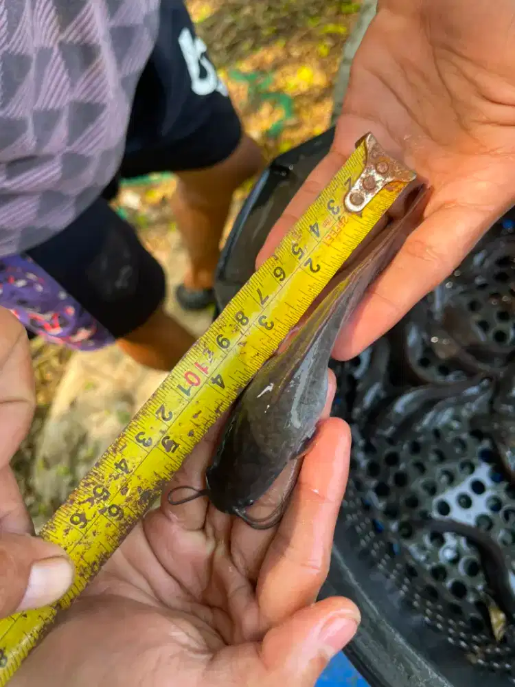 Bibit ikan lele ukuran 13-14 cm