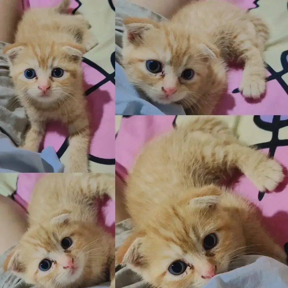 Kitten Scottis Fold mix BSH Janta
