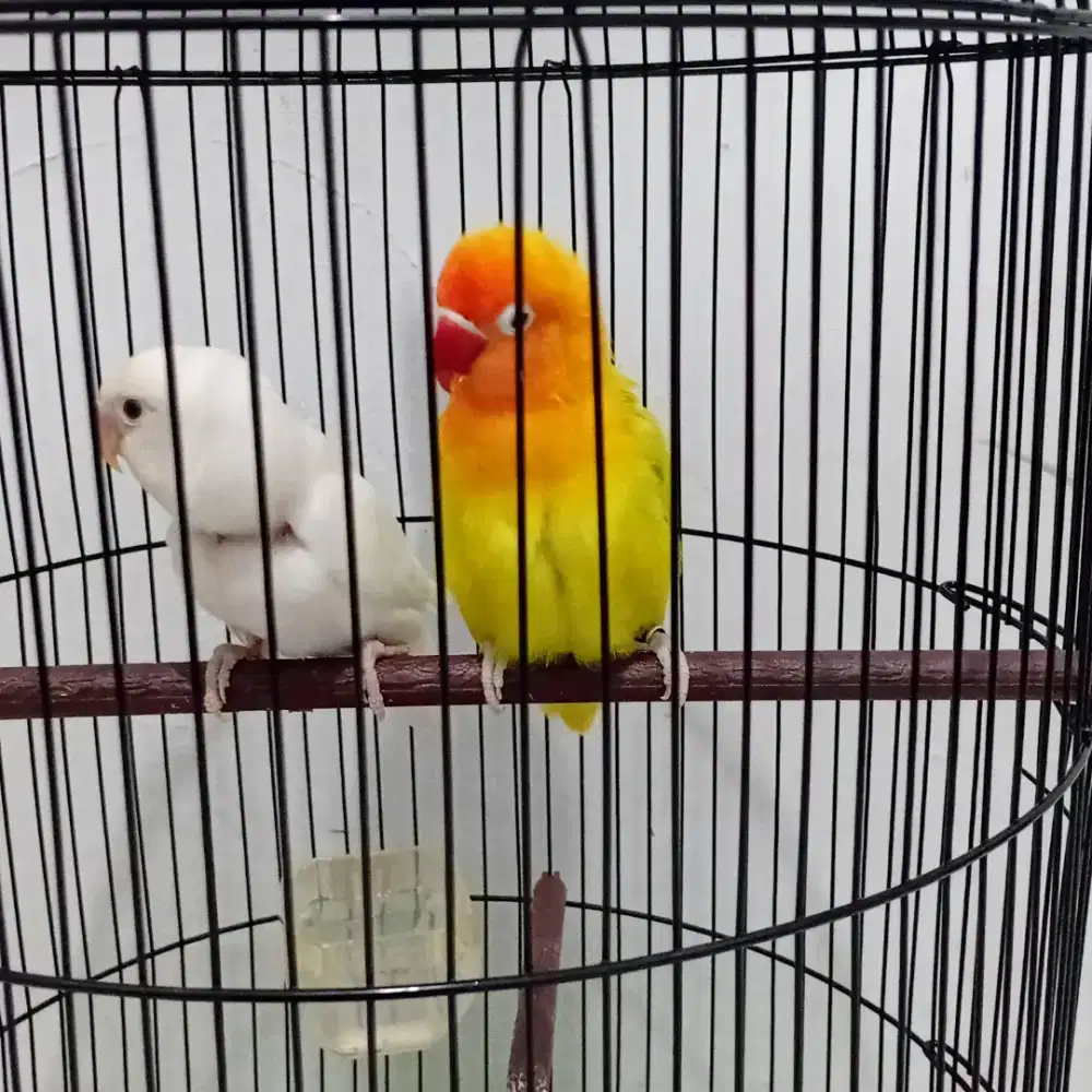 Sepasang LoveBird Fullset