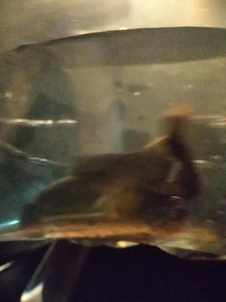 Jual ikan Oscar slayer Segede tiga jari