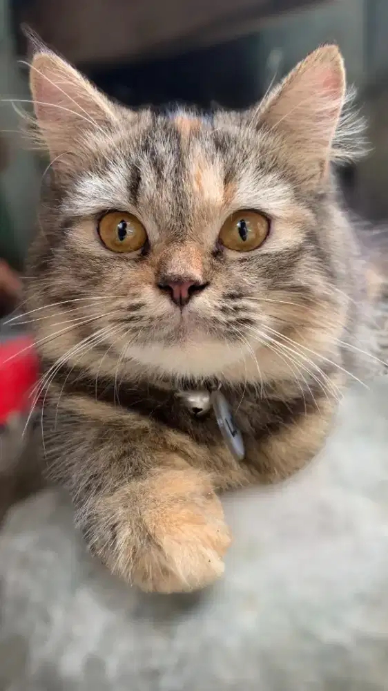 Kucing Parsian remaja sedang lucu-lucu nya